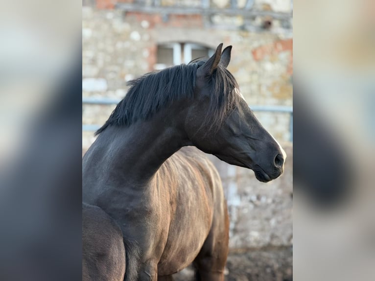 German Riding Pony Mare 5 years 14.2 hh Black in Markvippach