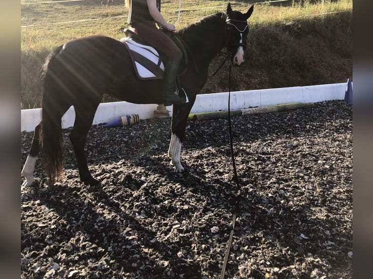 German Riding Pony Mare 5 years 14,2 hh Black in Wollershausen