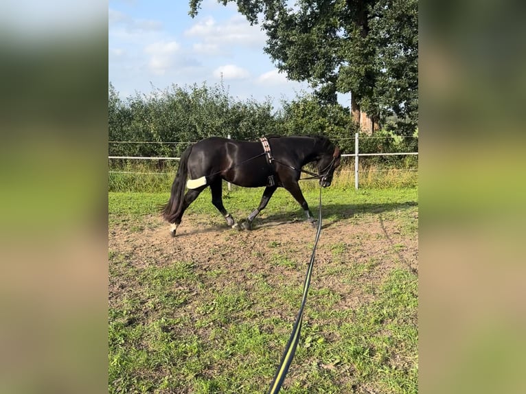 German Riding Pony Mare 5 years 14,2 hh Black in Kellinghusen