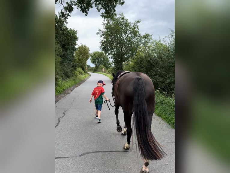 German Riding Pony Mare 5 years 14,2 hh Black in Kellinghusen