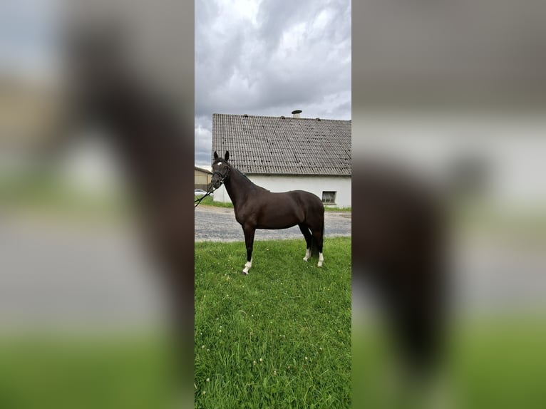 German Riding Pony Mare 5 years 14.2 hh Black in Wickede