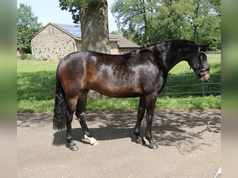 German Riding Pony Mare 5 years 14.2 hh Brown in Jever