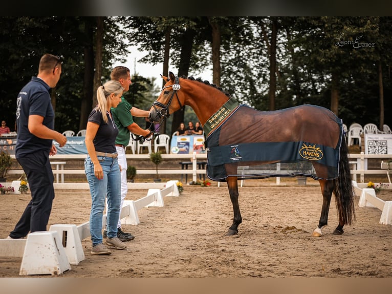 German Riding Pony Mare 5 years 14.2 hh Brown in Jüchen