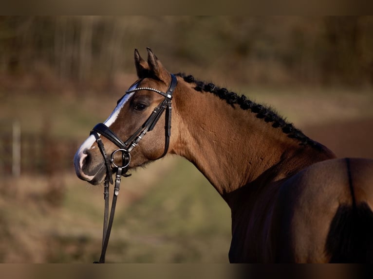 German Riding Pony Mare 5 years 14,2 hh Brown in Schenklengsfeld