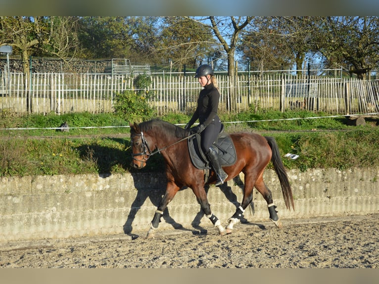 German Riding Pony Mare 5 years 14,2 hh Brown in Reichshofchshof