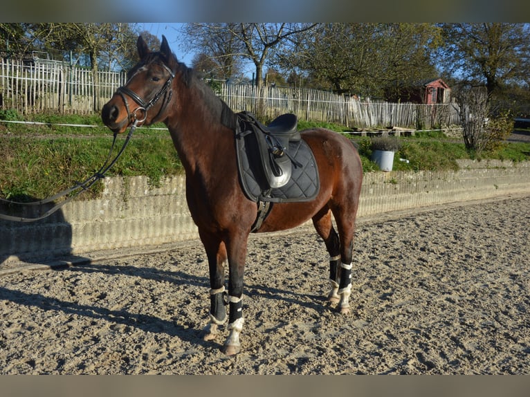 German Riding Pony Mare 5 years 14,2 hh Brown in Reichshofchshof