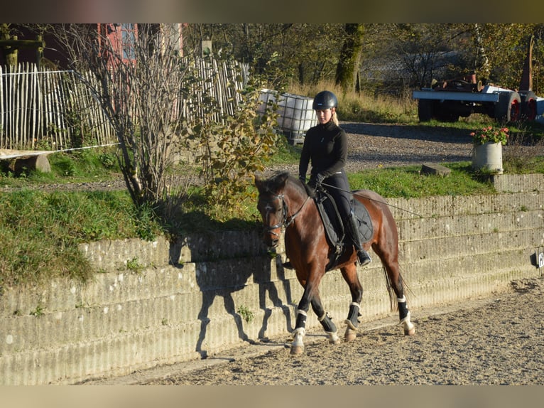 German Riding Pony Mare 5 years 14,2 hh Brown in Reichshofchshof