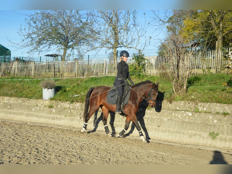 German Riding Pony Mare 5 years 14,2 hh Brown in Reichshofchshof