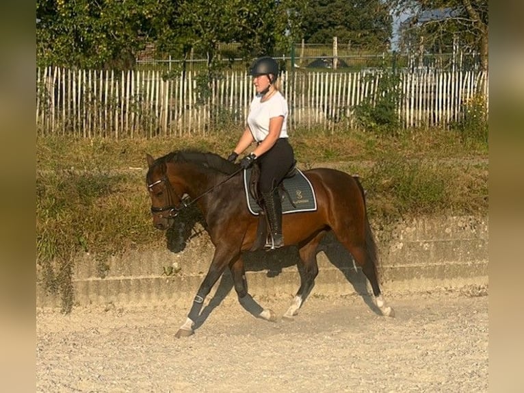 German Riding Pony Mare 5 years 14,2 hh Brown in Reichshofchshof