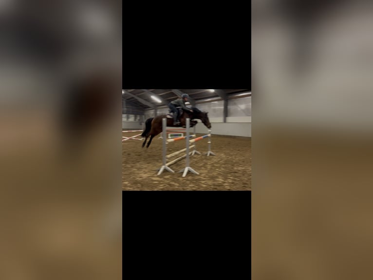 German Riding Pony Mare 5 years 14.2 hh Brown in Stakendorf