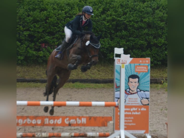 German Riding Pony Mare 5 years 14.2 hh Brown in Stakendorf