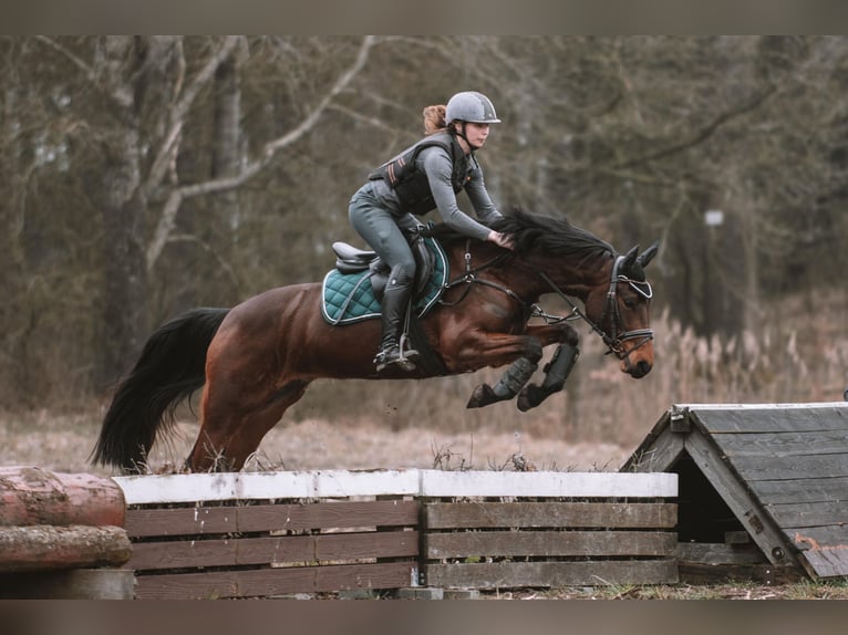 German Riding Pony Mare 5 years 14.2 hh Brown in Stakendorf