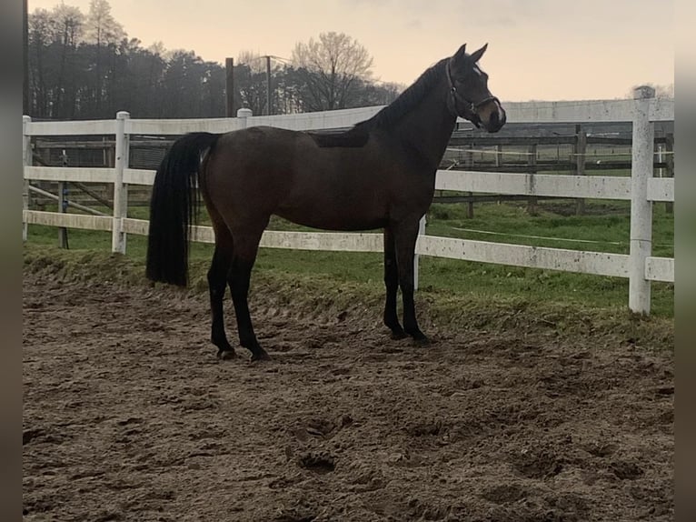 German Riding Pony Mare 5 years 14,2 hh Brown in Ostercappeln