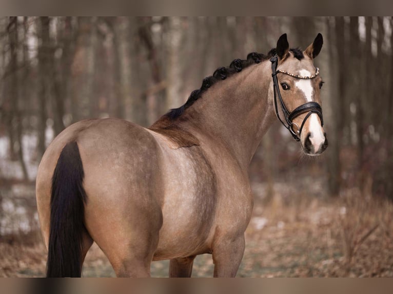 German Riding Pony Mare 5 years 14.2 hh Buckskin in Wehringen