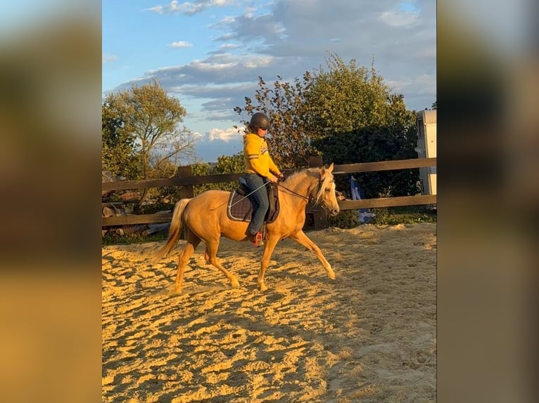 German Riding Pony Mare 5 years 14.2 hh Champagne in Daleiden