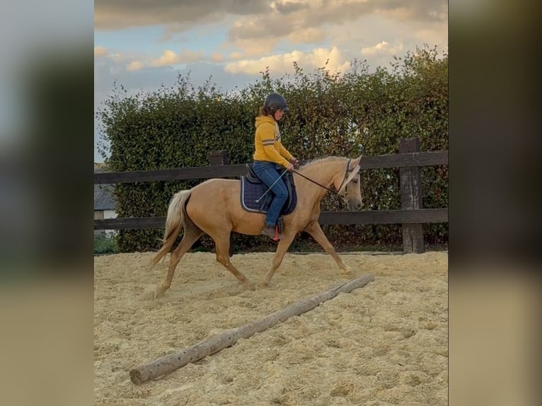 German Riding Pony Mare 5 years 14.2 hh Champagne in Daleiden