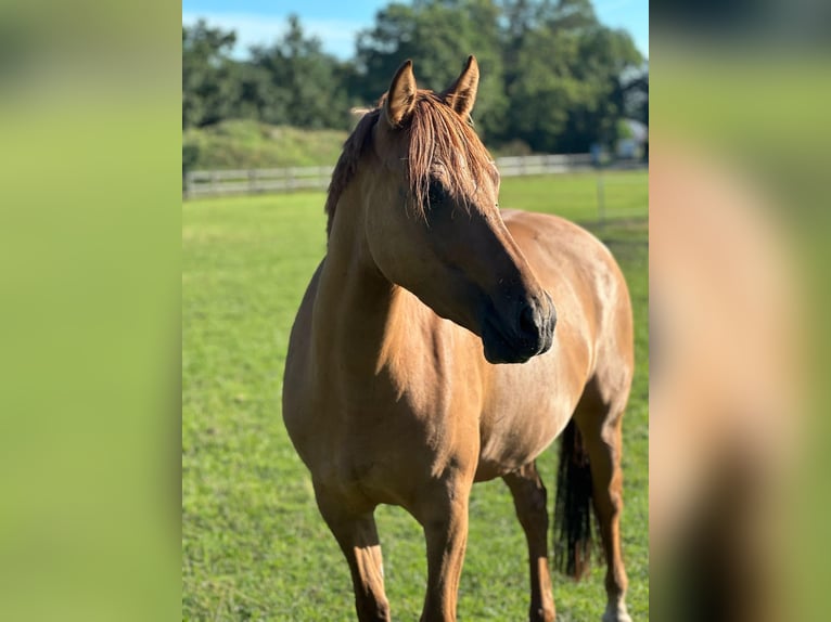 German Riding Pony Mare 5 years 14,2 hh Chestnut-Red in Bad Zwischenahn