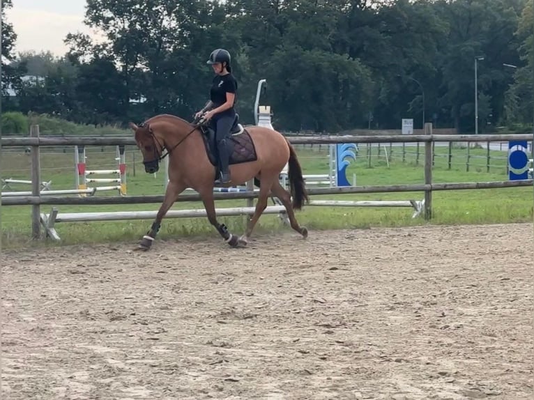 German Riding Pony Mare 5 years 14,2 hh Chestnut-Red in Bad Zwischenahn