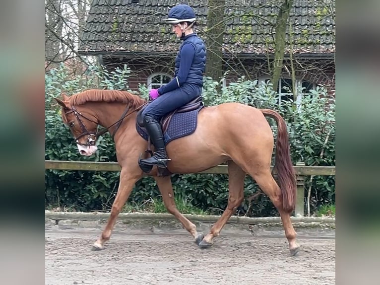 German Riding Pony Mare 5 years 14,2 hh Chestnut-Red in Verden (Aller)