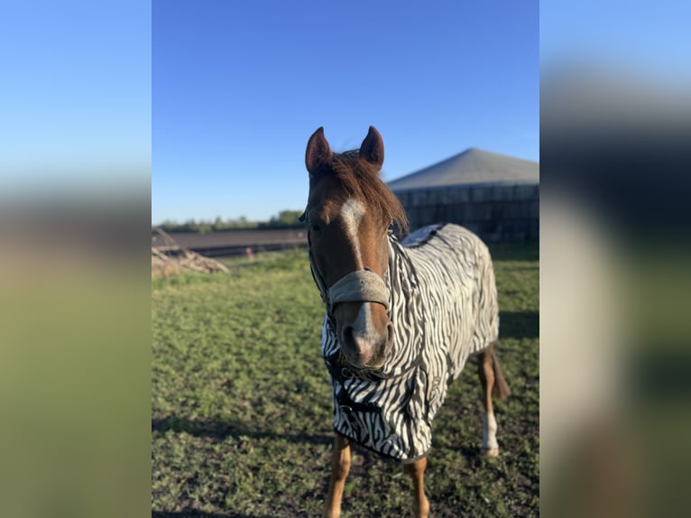 German Riding Pony Mare 5 years 14.2 hh Chestnut-Red in Nieuw-Roden