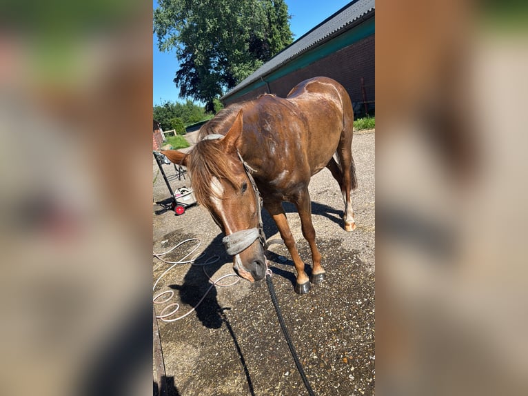 German Riding Pony Mare 5 years 14.2 hh Chestnut-Red in Nieuw-Roden