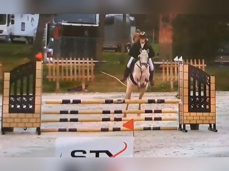 German Riding Pony Mare 5 years 14.2 hh Cremello in Wanzleben