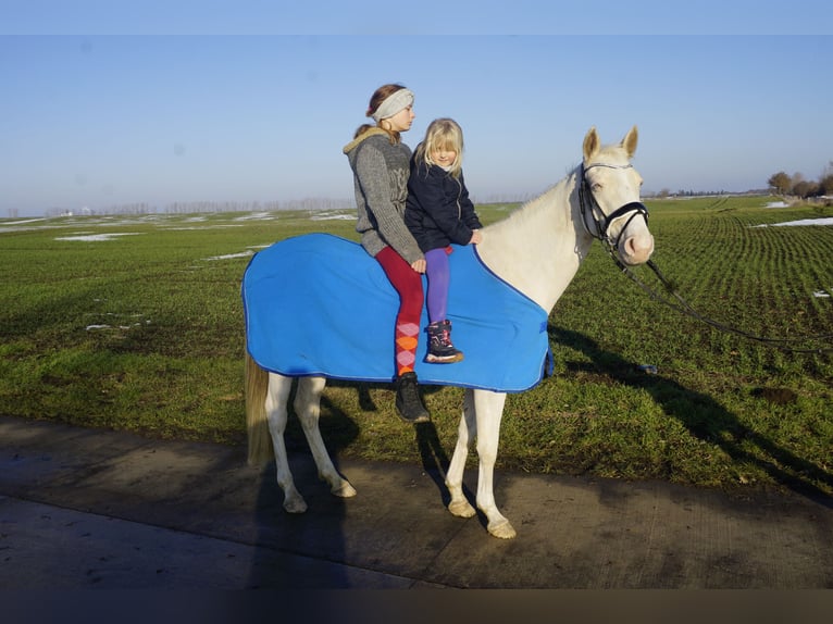 German Riding Pony Mare 5 years 14.2 hh Cremello in Wanzleben