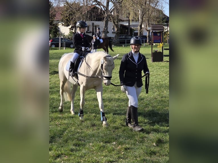 German Riding Pony Mare 5 years 14.2 hh Cremello in Wanzleben