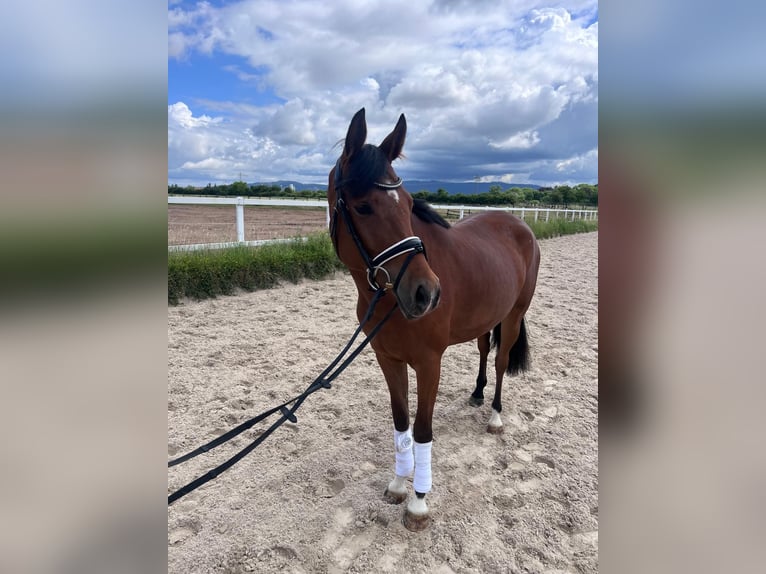 German Riding Pony Mare 5 years 14.2 hh Dun in Eppelheim