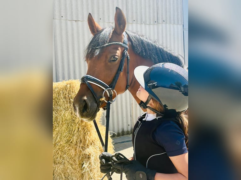 German Riding Pony Mare 5 years 14.2 hh Dun in Eppelheim
