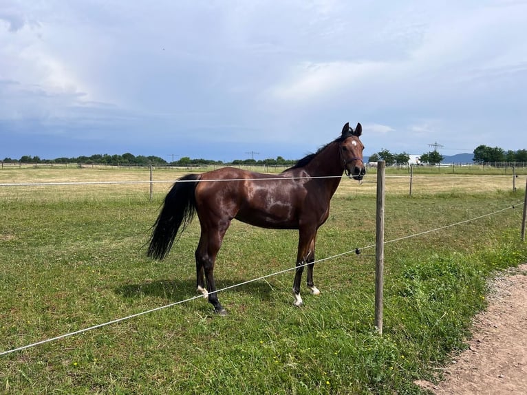 German Riding Pony Mare 5 years 14.2 hh Dun in Eppelheim