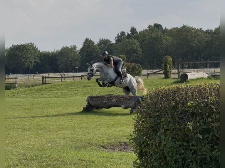 German Riding Pony Mare 5 years 14.2 hh Grey in Plettenberg