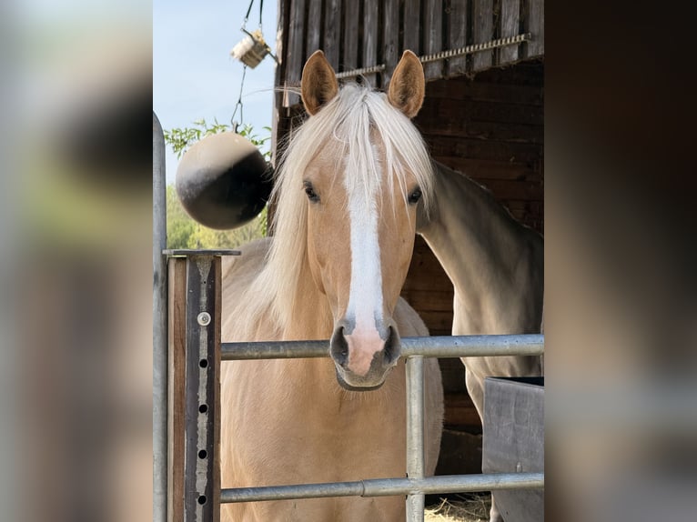 German Riding Pony Mare 5 years 14.2 hh Palomino in Nersingen