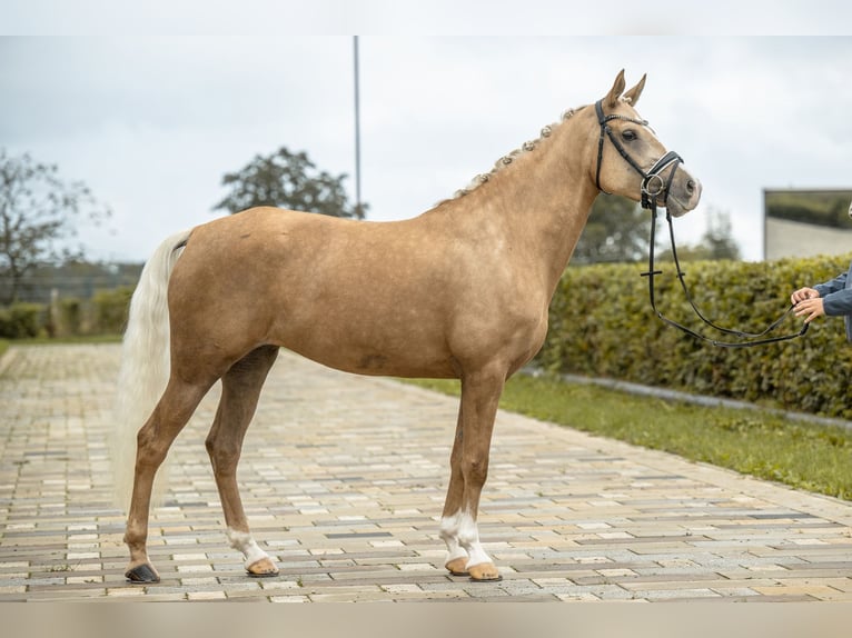 German Riding Pony Mare 5 years 14,2 hh Palomino in Gomadingen