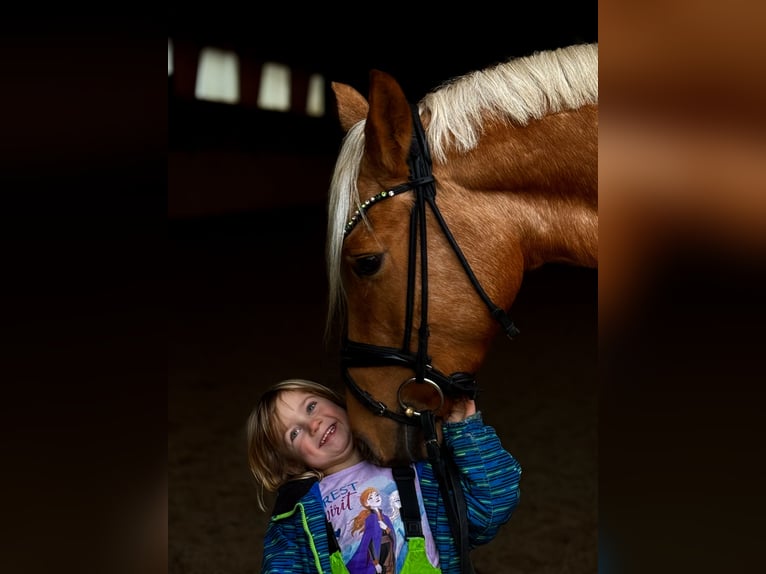 German Riding Pony Mare 5 years 14.2 hh Palomino in Kietz