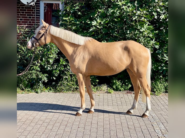 German Riding Pony Mare 5 years 14.2 hh Palomino in Wahrenholz