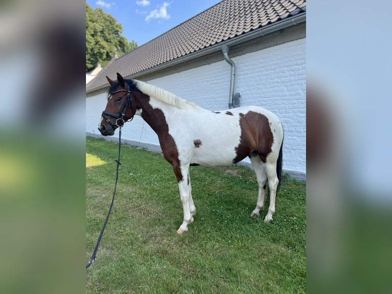 German Riding Pony Mare 5 years 14.2 hh Pinto in Köln