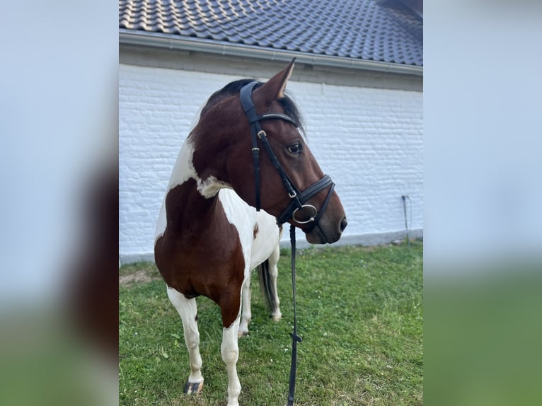 German Riding Pony Mare 5 years 14.2 hh Pinto in Köln