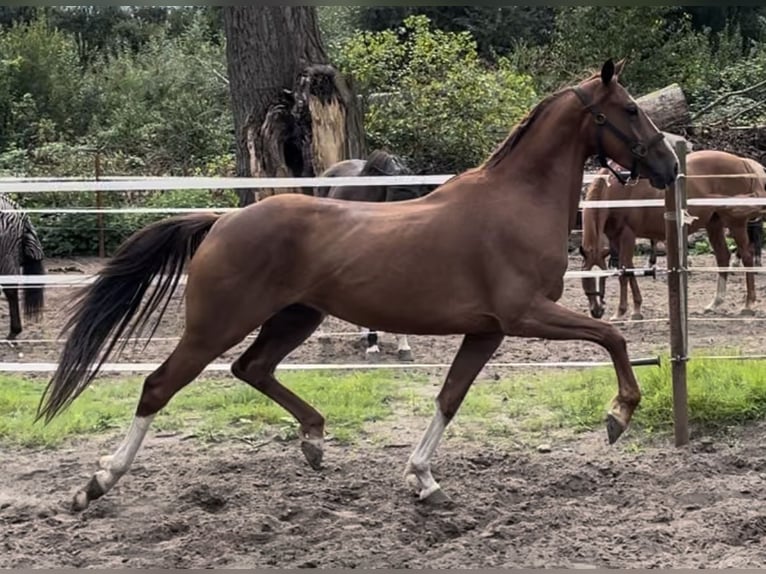 German Riding Pony Mare 5 years 14,3 hh Chestnut-Red in Oberhausen