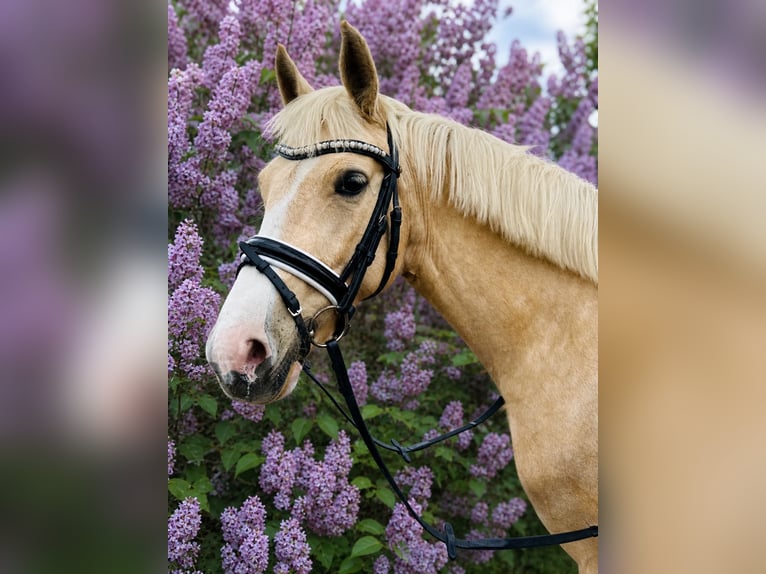 German Riding Pony Mare 5 years 14.3 hh Palomino in Stolpe