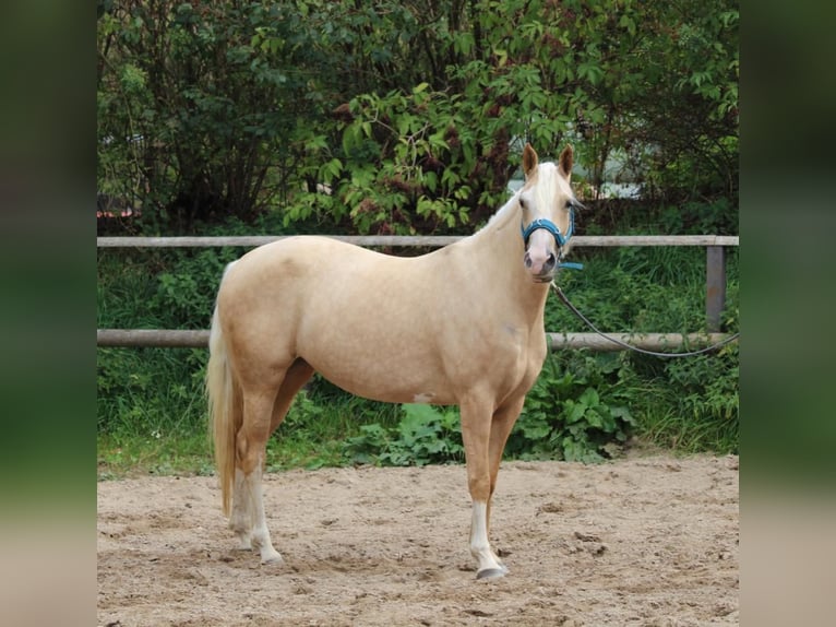 German Riding Pony Mix Mare 5 years 14,3 hh Palomino in Blekendorf