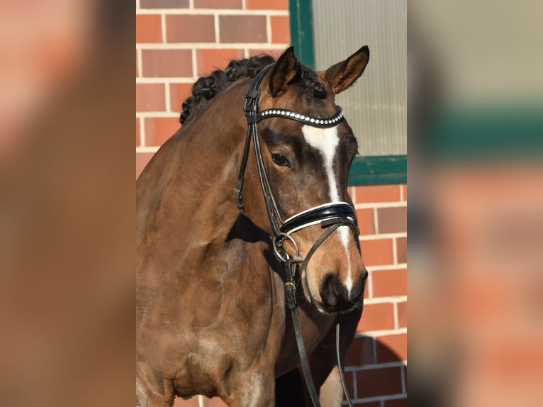 German Riding Pony Mare 5 years 14 hh Bay-Dark in F&#xFC;rstenau