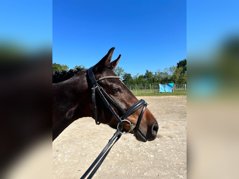 German Riding Pony Mix Mare 5 years 14 hh Bay-Dark in Witney