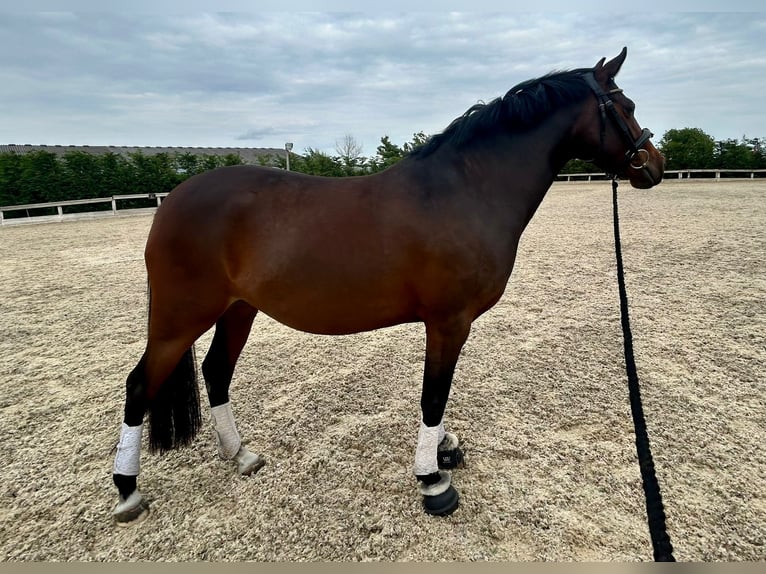 German Riding Pony Mix Mare 5 years 14 hh Bay-Dark in Witney
