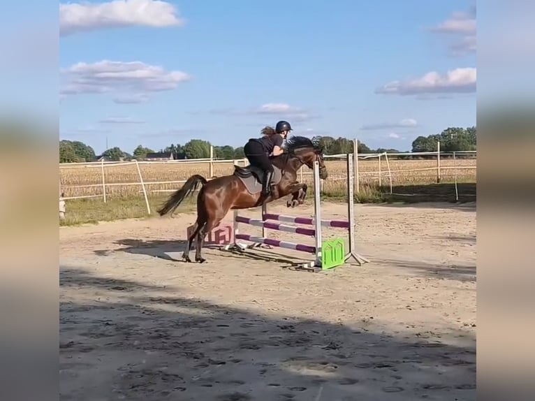 German Riding Pony Mare 5 years 14 hh Bay-Dark in Löningen