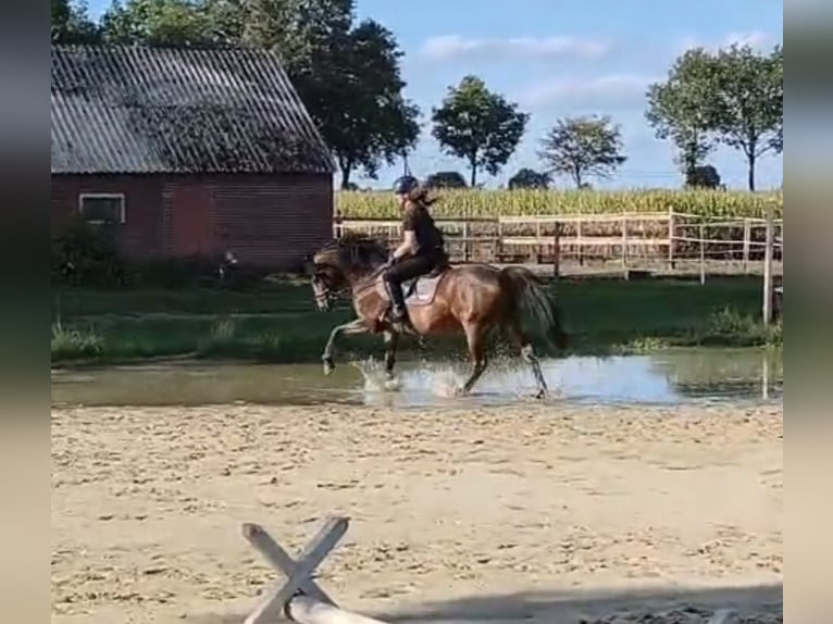 German Riding Pony Mare 5 years 14 hh Bay-Dark in Löningen