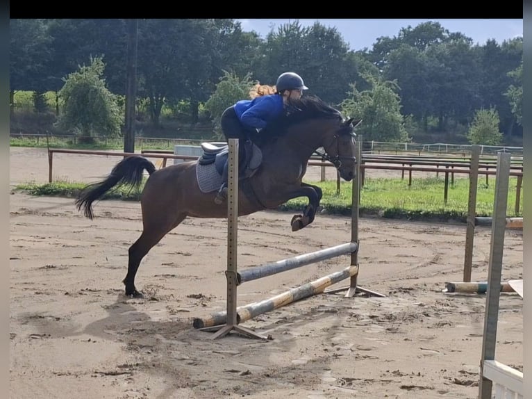 German Riding Pony Mare 5 years 14 hh Bay-Dark in Löningen