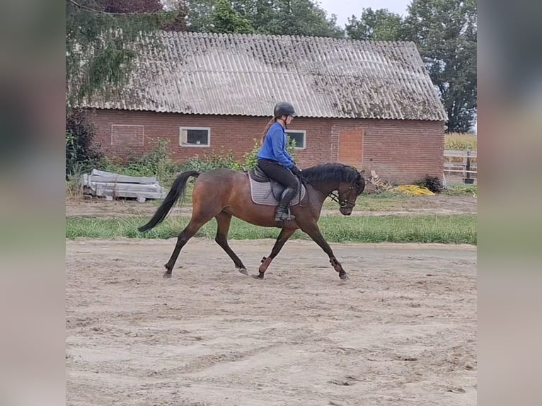 German Riding Pony Mare 5 years 14 hh Bay-Dark in Löningen