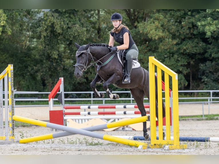 German Riding Pony Mare 5 years 14 hh Black in Marktl