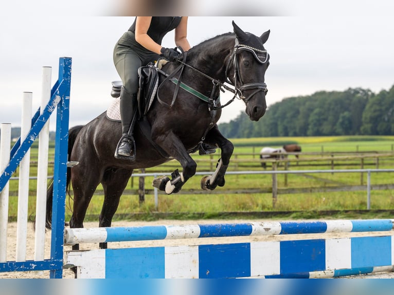 German Riding Pony Mare 5 years 14 hh Black in Marktl